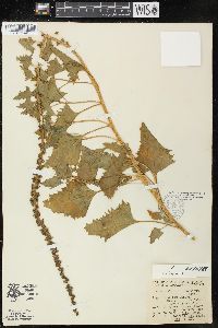 Chenopodium californicum image