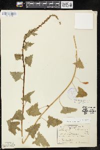 Chenopodium californicum image