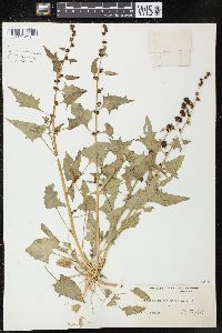 Blitum capitatum image