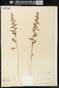 Dysphania graveolens image