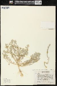 Chenopodium incanum image