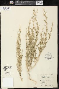 Chenopodium leptophyllum image