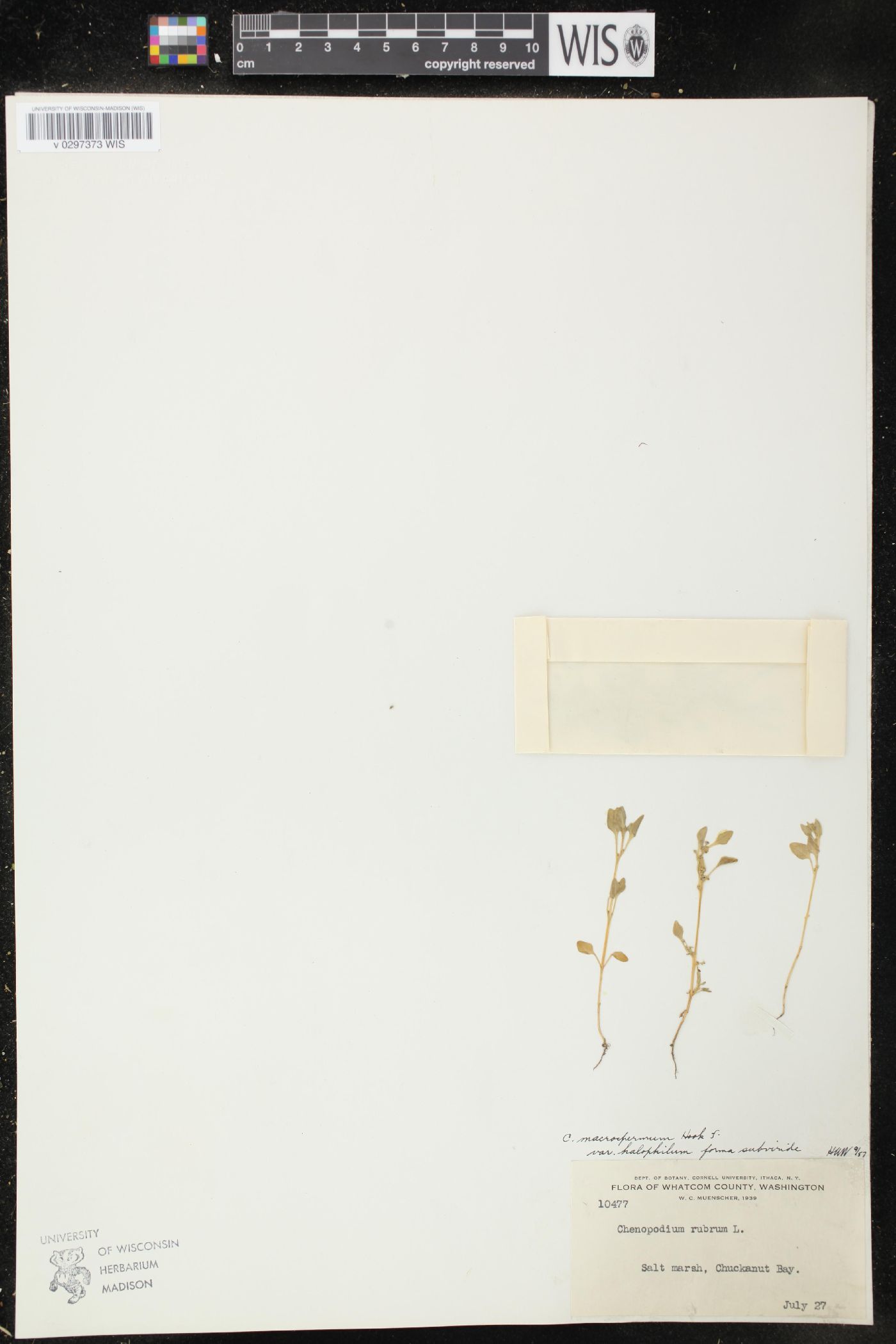 Oxybasis macrosperma subsp. halophila image