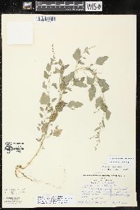 Chenopodium album var. missouriense image