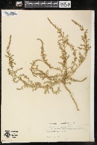 Chenopodium multifidum image