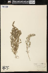 Chenopodium multifidum image