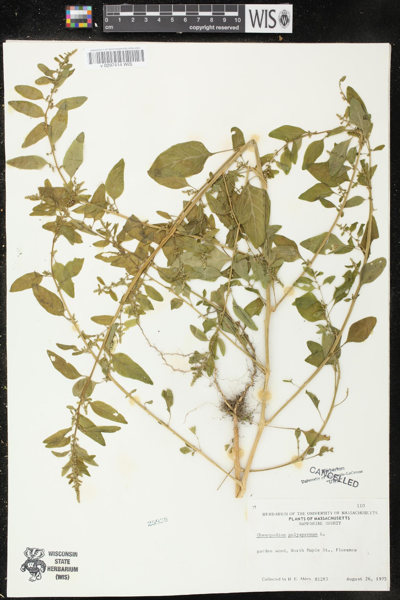 Chenopodium polyspermum image