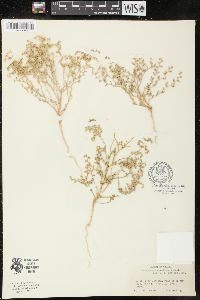 Chenopodium nevadense image