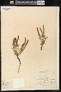 Chenopodium overi image