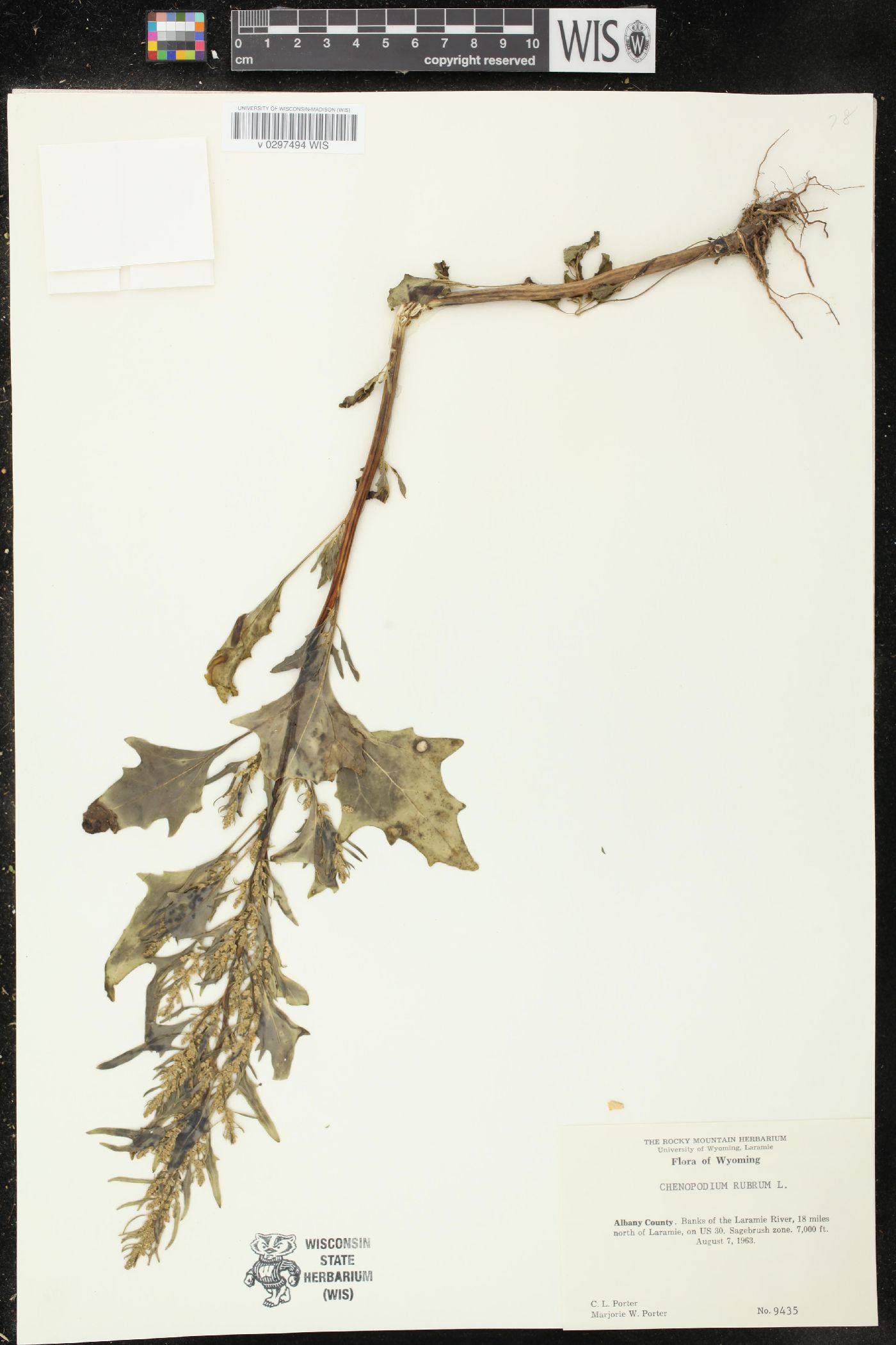 Oxybasis rubra image