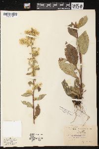 Solidago squarrosa image