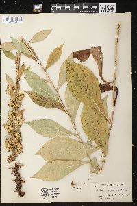 Solidago squarrosa image