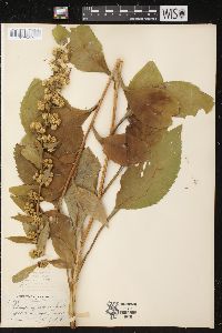 Solidago squarrosa image