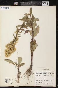 Solidago squarrosa image