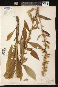 Solidago squarrosa image