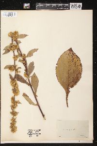 Solidago squarrosa image