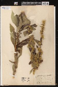 Solidago squarrosa image