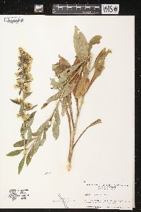 Solidago squarrosa image