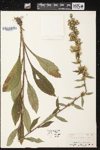 Solidago squarrosa image