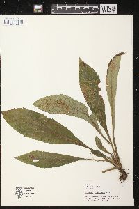 Solidago squarrosa image