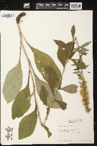 Solidago squarrosa image