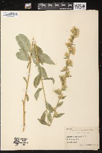 Solidago squarrosa image