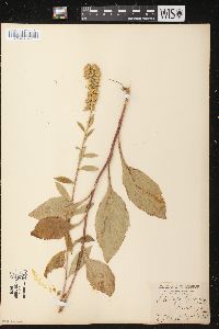 Solidago squarrosa image