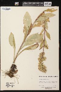 Solidago squarrosa image