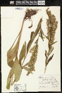 Solidago uliginosa image