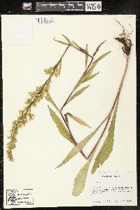 Solidago uliginosa image