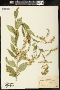 Solidago ulmifolia image