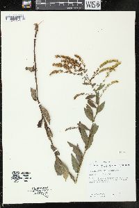 Solidago ulmifolia image