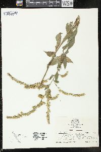 Solidago ulmifolia image