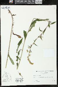 Solidago ulmifolia image