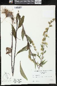 Solidago ulmifolia image