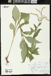 Solidago ulmifolia image