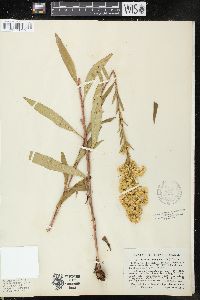 Solidago uniligulata image