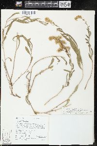 Solidago velutina subsp. sparsiflora image