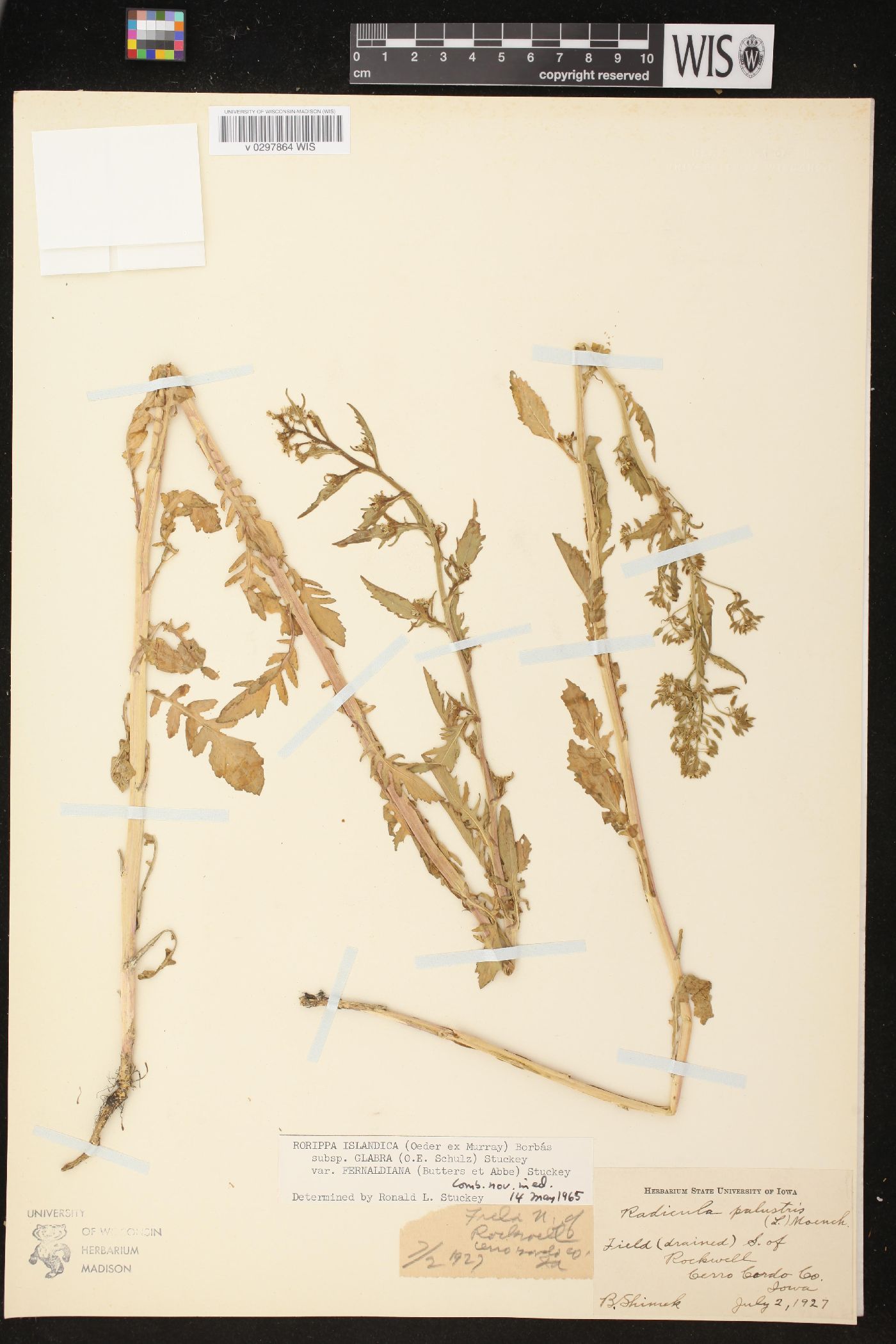 Rorippa palustris subsp. fernaldiana image