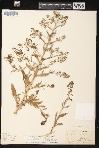 Rorippa palustris subsp. fernaldiana image