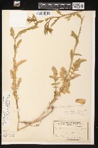 Rorippa palustris subsp. fernaldiana image