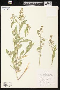 Rorippa palustris subsp. fernaldiana image