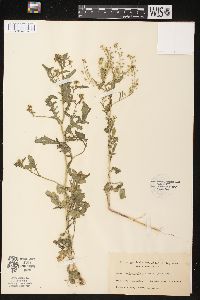 Rorippa sphaerocarpa image