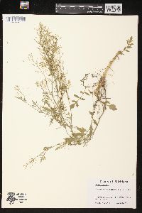 Rorippa sylvestris image