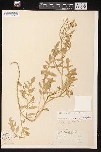 Rorippa sylvestris image