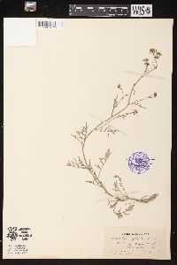 Rorippa sylvestris image