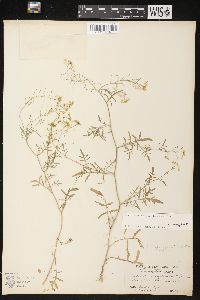 Rorippa sylvestris image