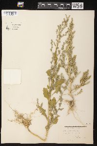 Chenopodium album image