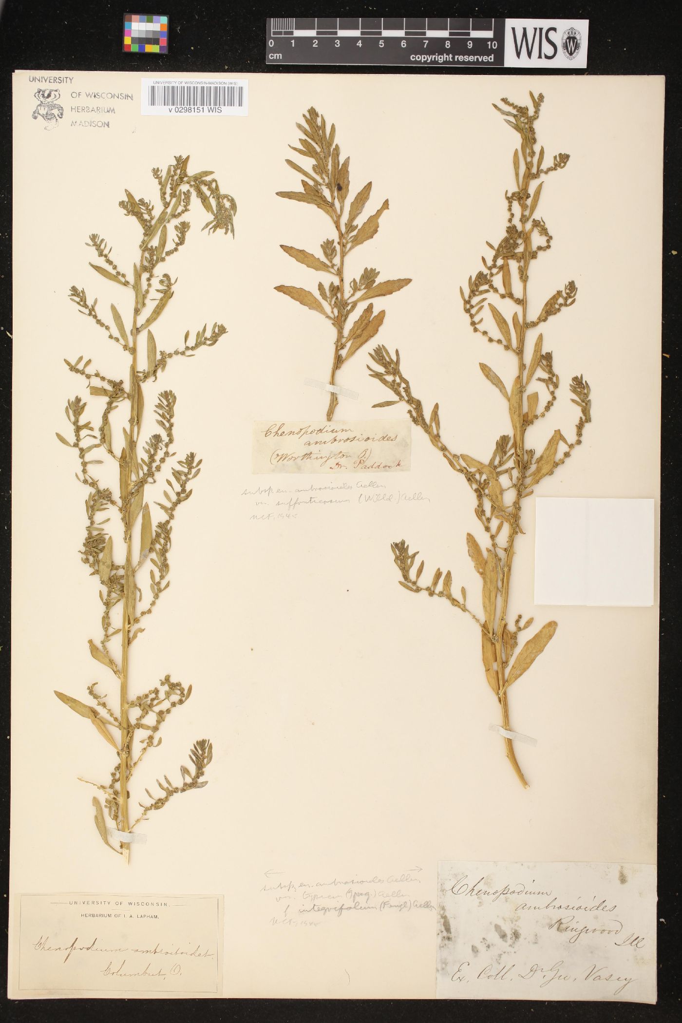 Dysphania ambrosioides var. integrifolia image