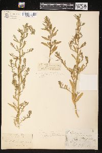 Dysphania ambrosioides var. integrifolia image